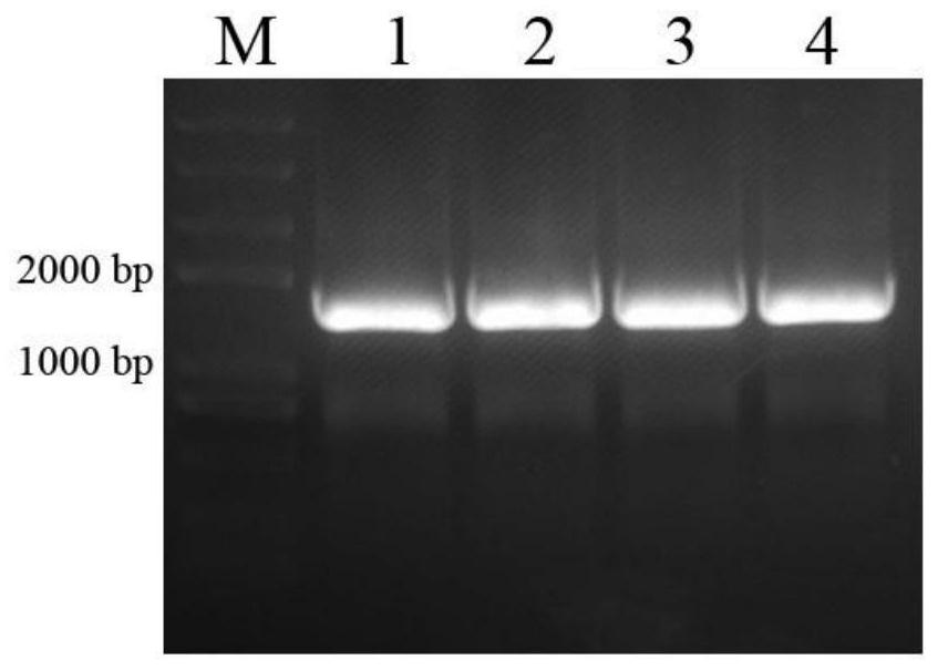 Anti-h9n2 subtype avian influenza virus nanobody, preparation method and application