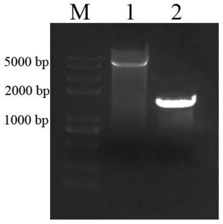 Anti-h9n2 subtype avian influenza virus nanobody, preparation method and application