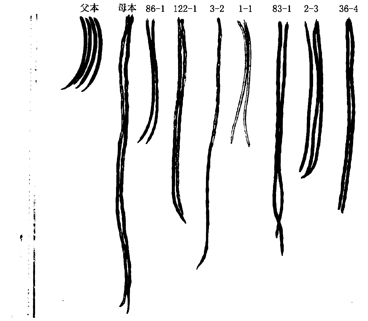 Method for cultivating new germplasm of cowpeas