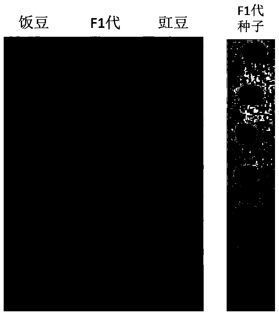 Method for cultivating new germplasm of cowpeas