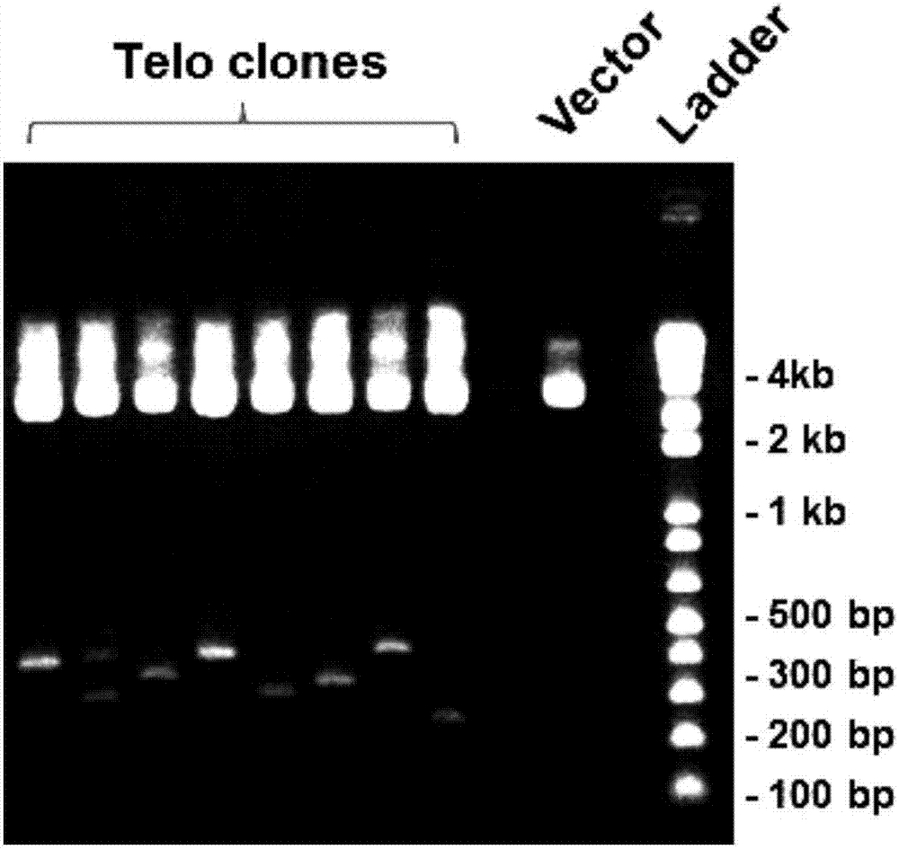 Fluorescence quantitative in-situ hybridization (Q-FISH) method for determination of telomere length by using genomic DNA