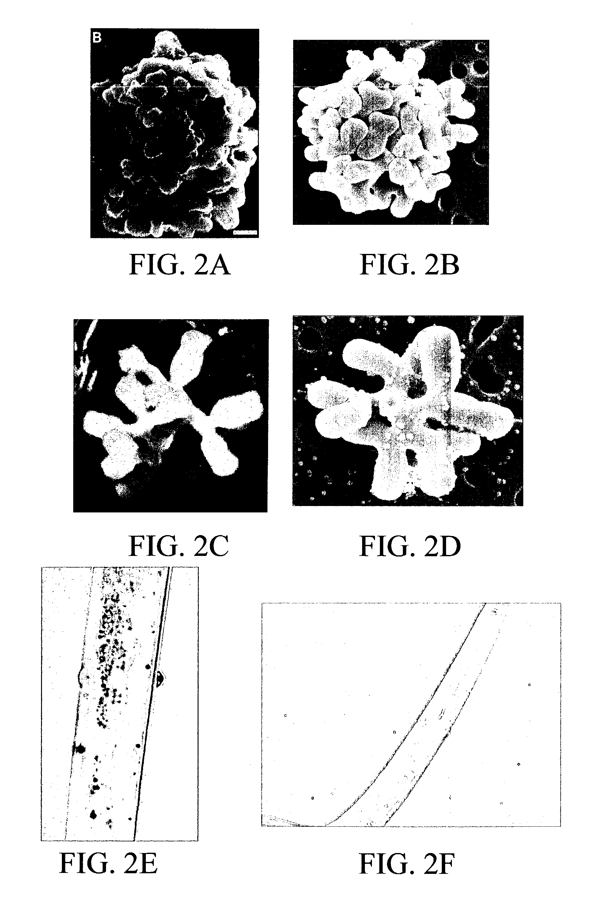 Materials and methods for in vitro production of bacteria