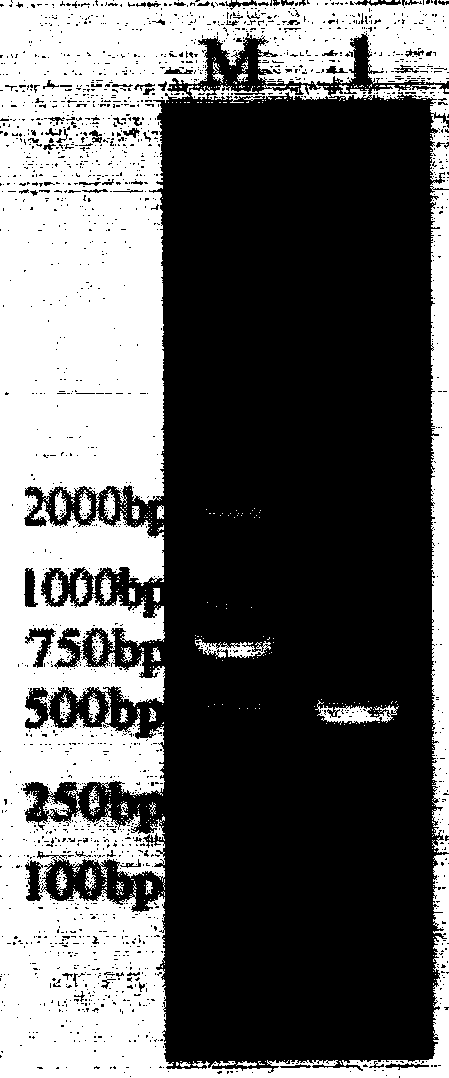 Preparation method of recombinant panda IL-2 immune adjuvant