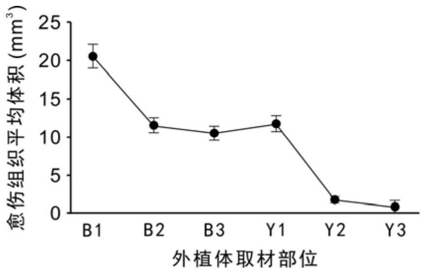 Anthurium andraeanum callus induction method