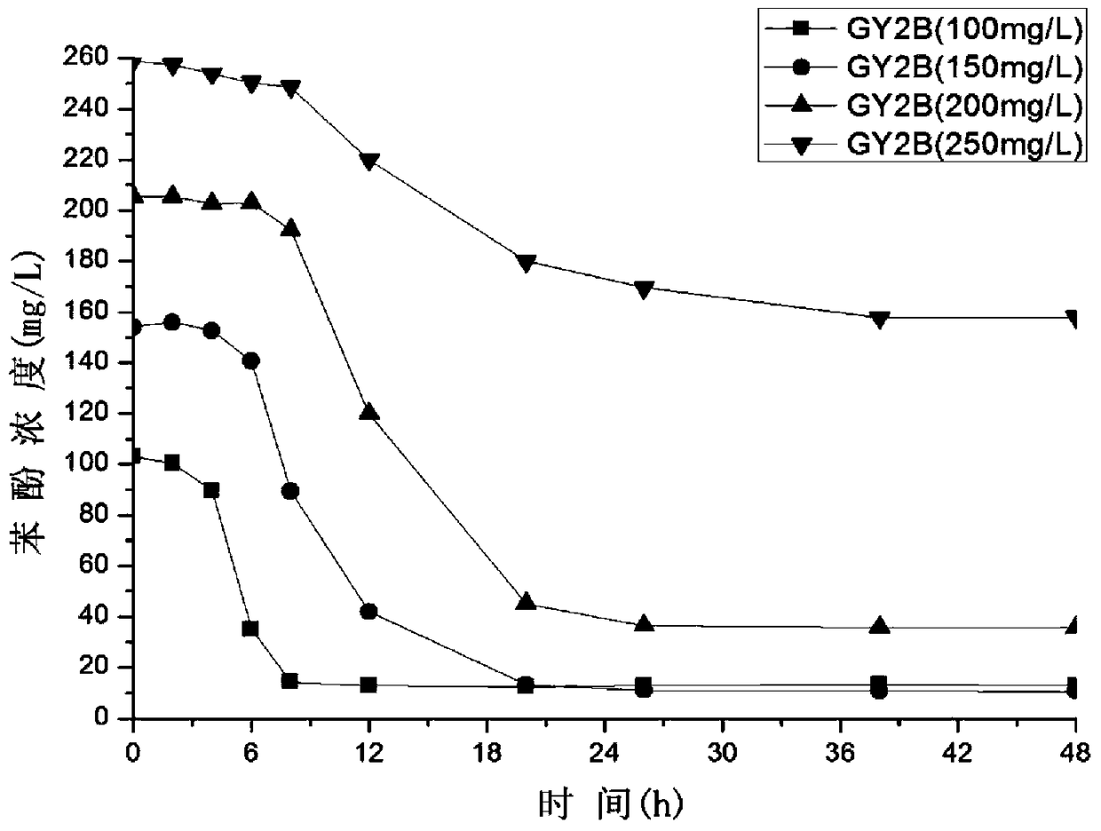 A kind of gy2b degrading bacteria immobilized pellet and its preparation method and application