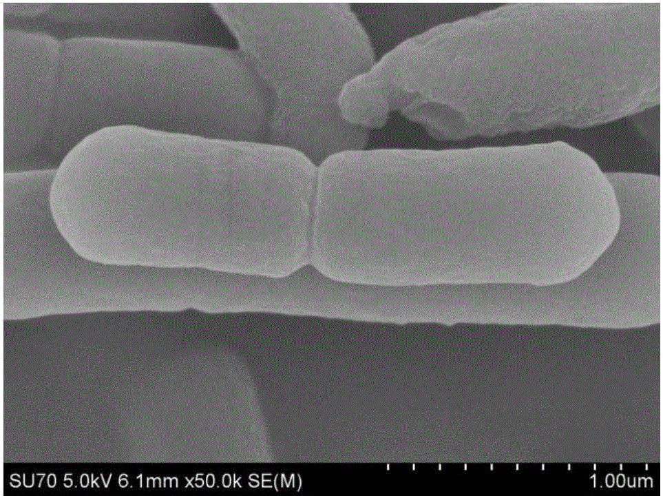 Bacillus cereus and application thereof in oxidizing inorganic sulfide