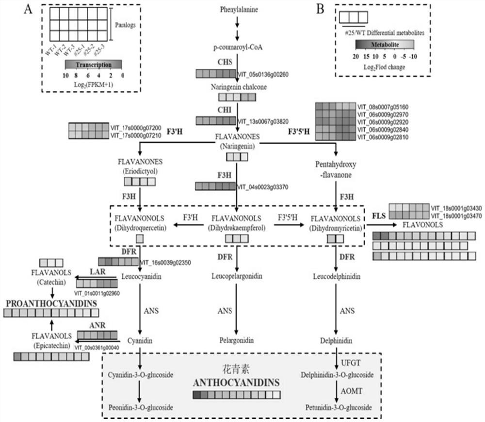 VlbZIP30 gene for promoting synthesis of grape anthocyanin and application of VlbZIP30 gene