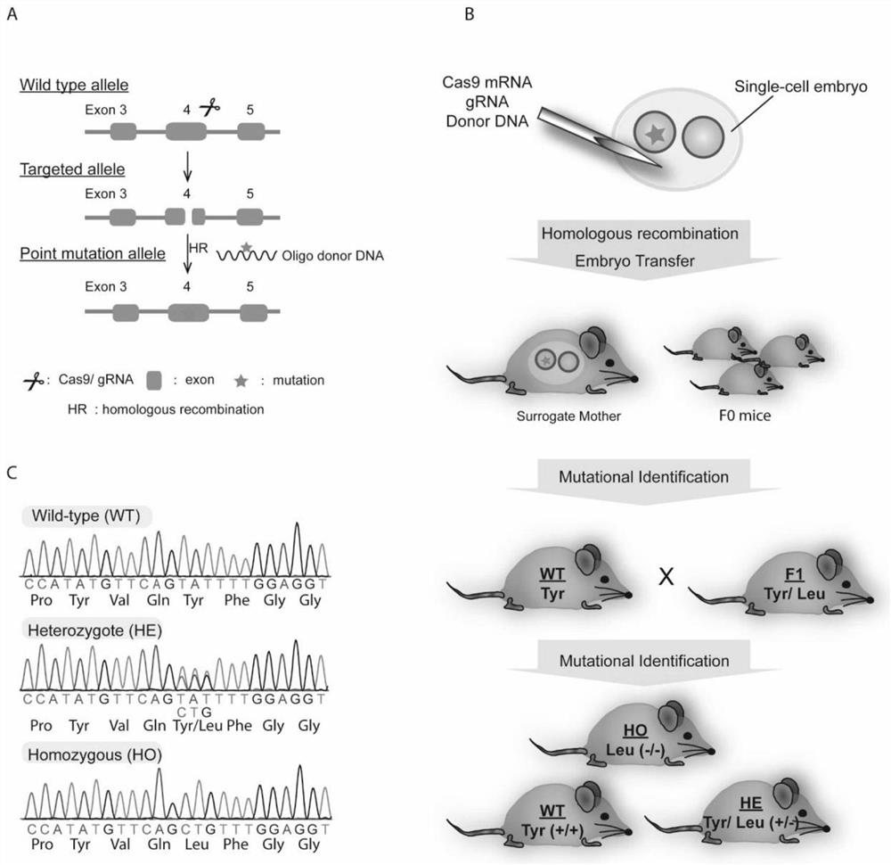 Construction method and application of galactosyltransferase GalT gene point mutation mouse model