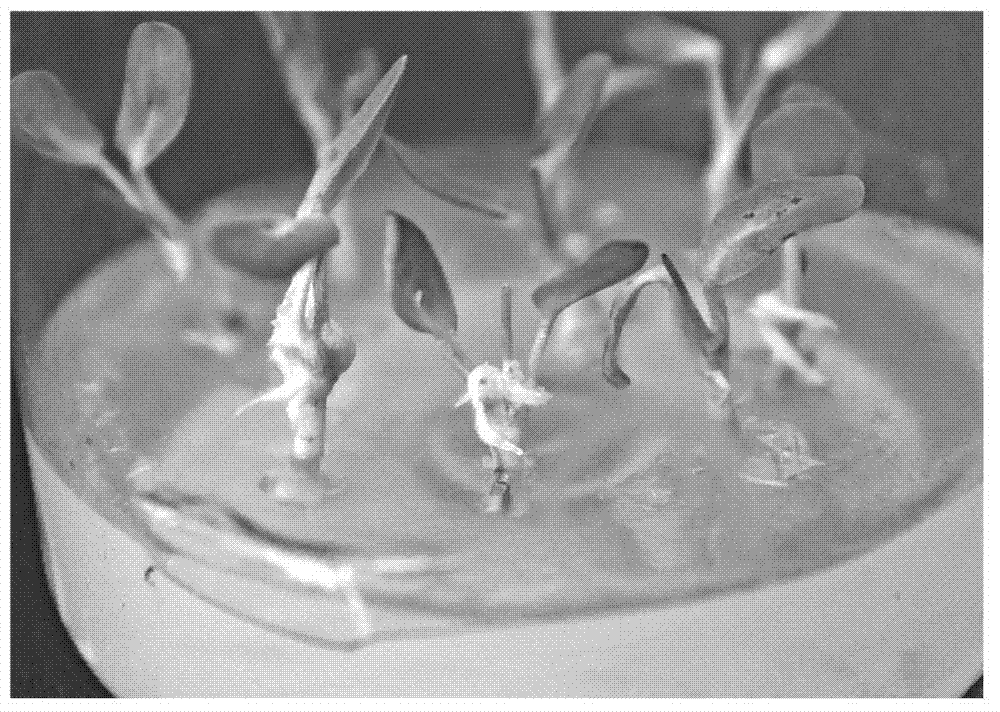 Methods for efficient induction production of Glycyrrihiza uralensisi Fisch hairy roots and production of licorice root secondary metabolites by using Glycyrrihiza uralensisi Fisch hairy roots