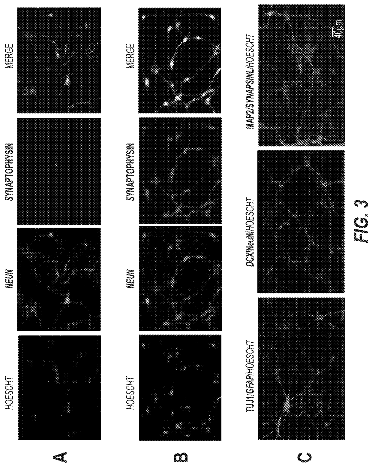 A modified cell culture medium and uses thereof