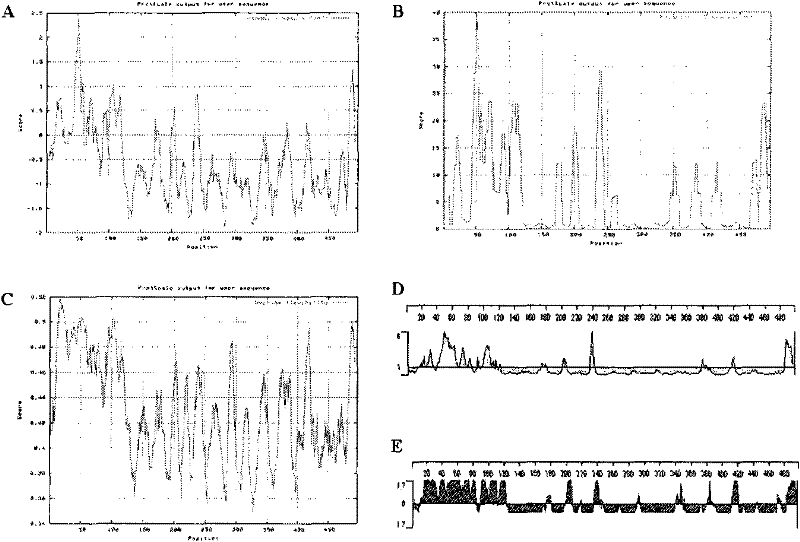 Epitope of Epstein-Barr virus latent membrane protein 2b and its application