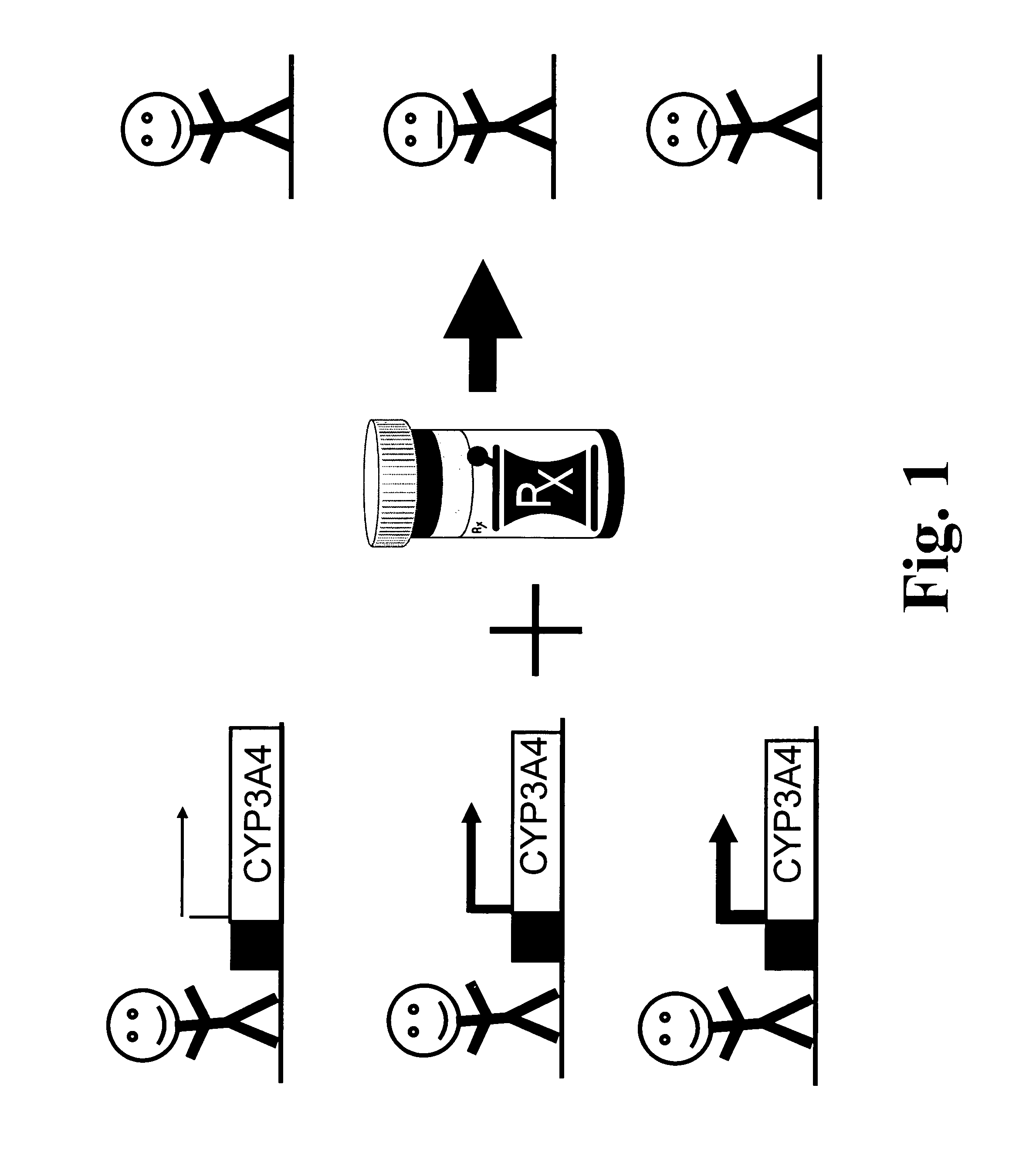 Polymorphisms in the human cyp3a4 and cyp3a7 genes and their use in diagnostic and therapeutic applications