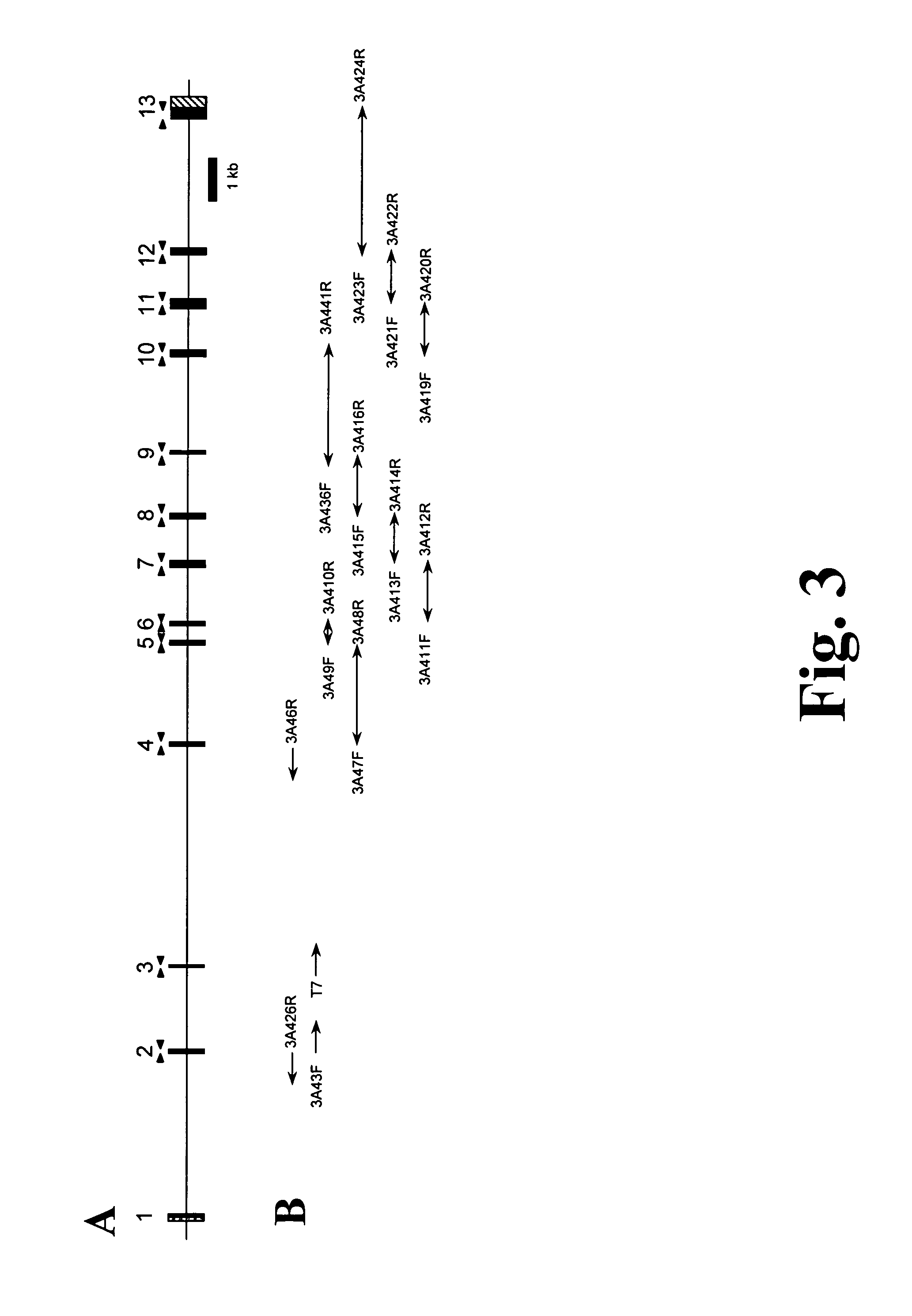 Polymorphisms in the human cyp3a4 and cyp3a7 genes and their use in diagnostic and therapeutic applications