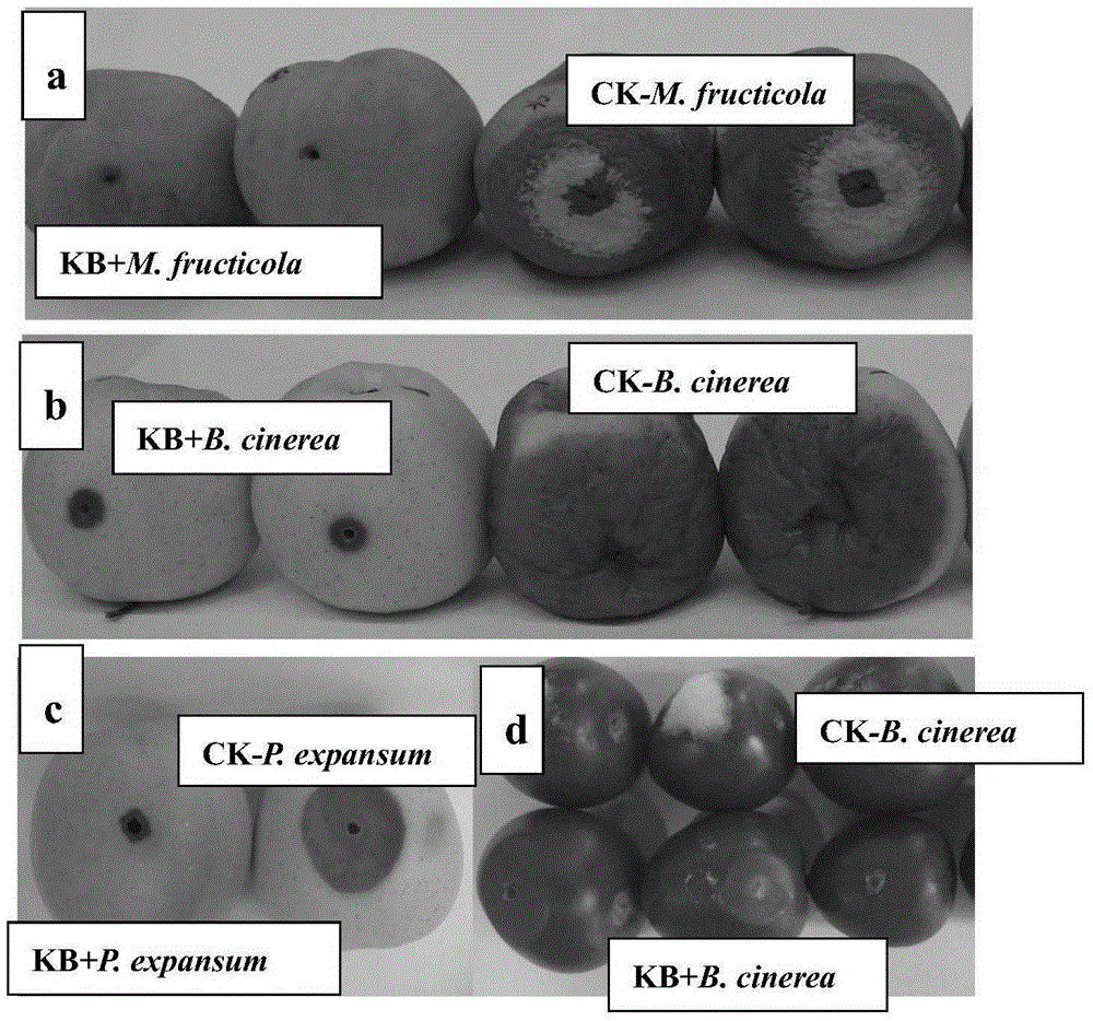 A strain of Bacillus amyloliquefaciens that inhibits fungi and its application
