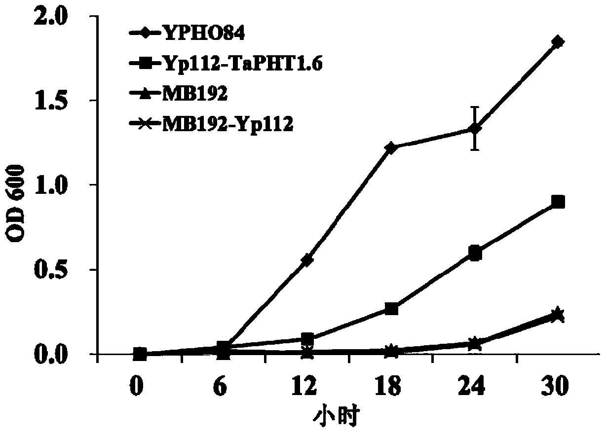 Phosphate radical transport protein TaPHT1.6 with phosphorus deficiency response as well as coding gene and application thereof