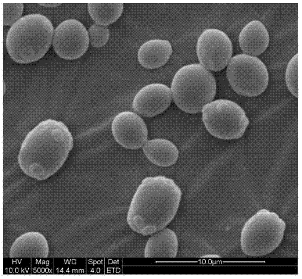 A strain of Saccharomyces cerevisiae capable of co-fermentation with multiple carbon sources and its application