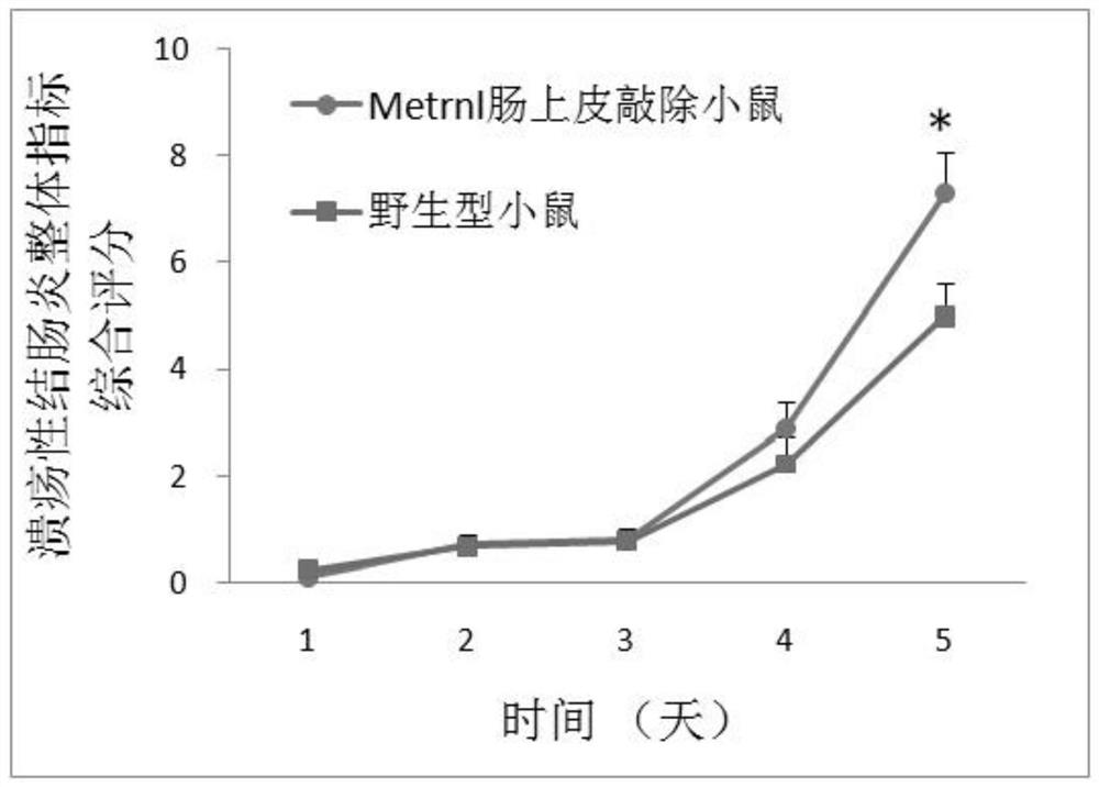 Application of metrnl in prevention and treatment of ulcerative colitis