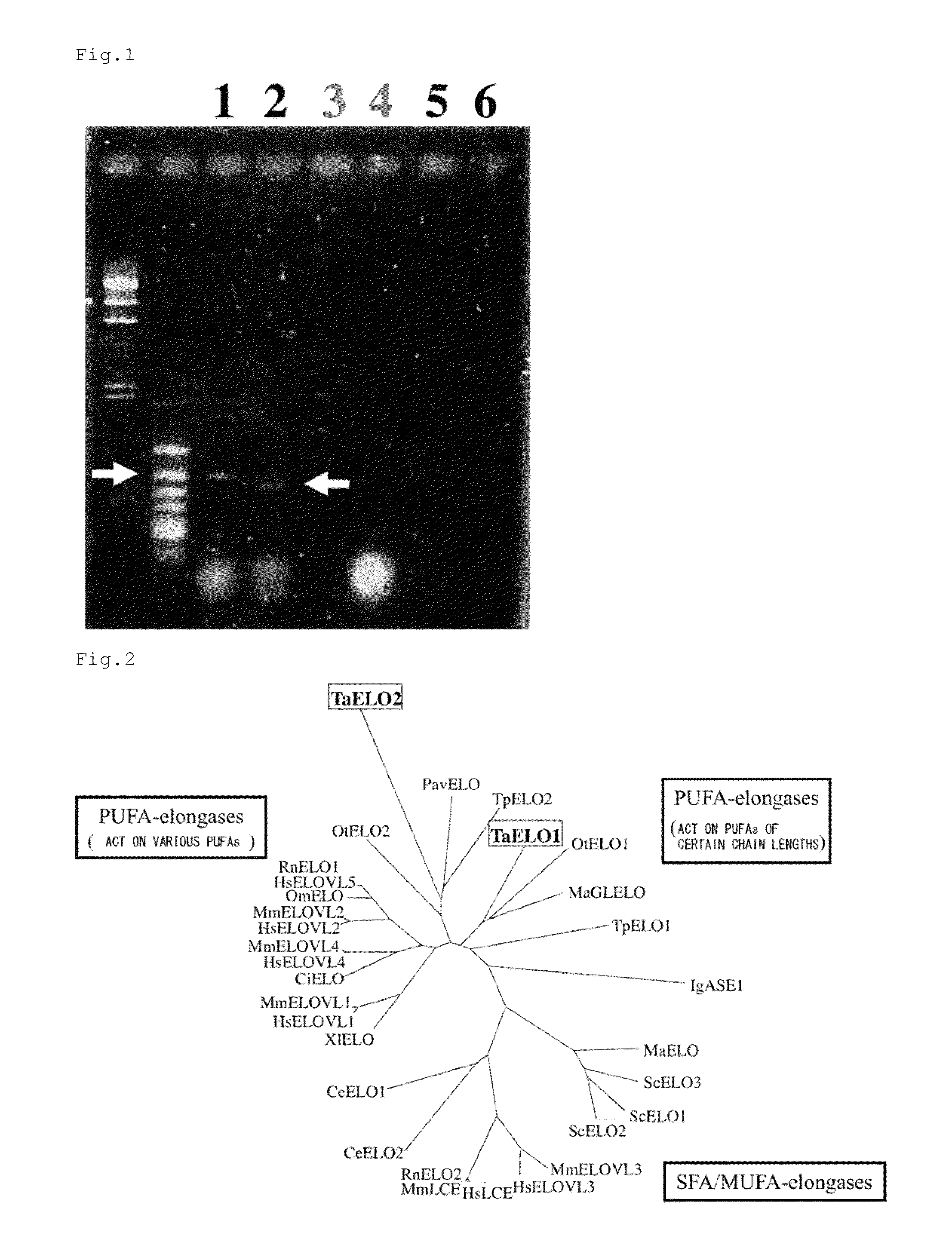 Method for transformation of stramenopile