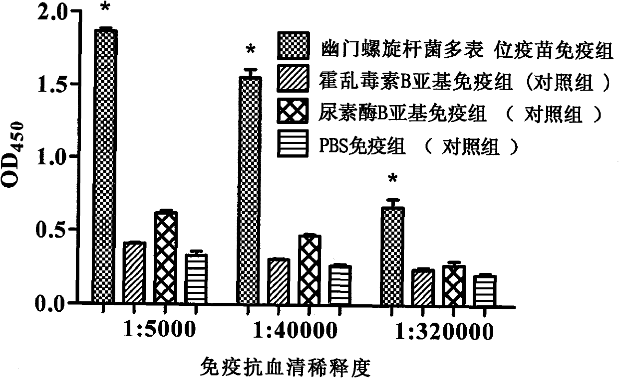 Novel helicobacter pylori multiepitope vaccine and preparation method thereof