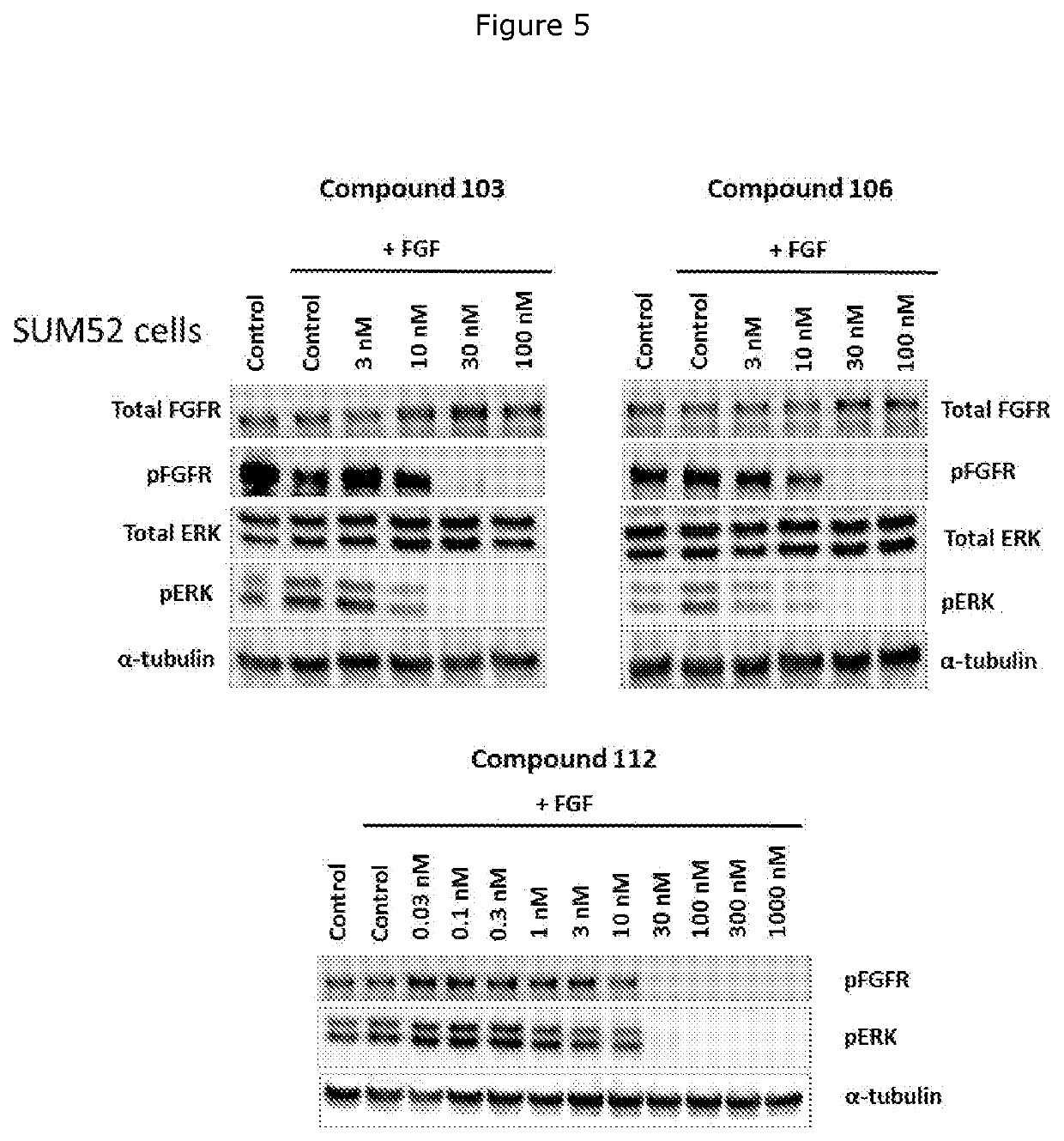 FGFR kinase inhibitors and pharmaceutical uses