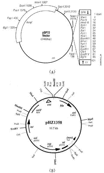 Construction method for streptomycete expression plasmids and production method for keratinase