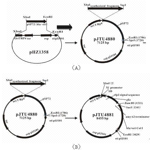 Construction method for streptomycete expression plasmids and production method for keratinase