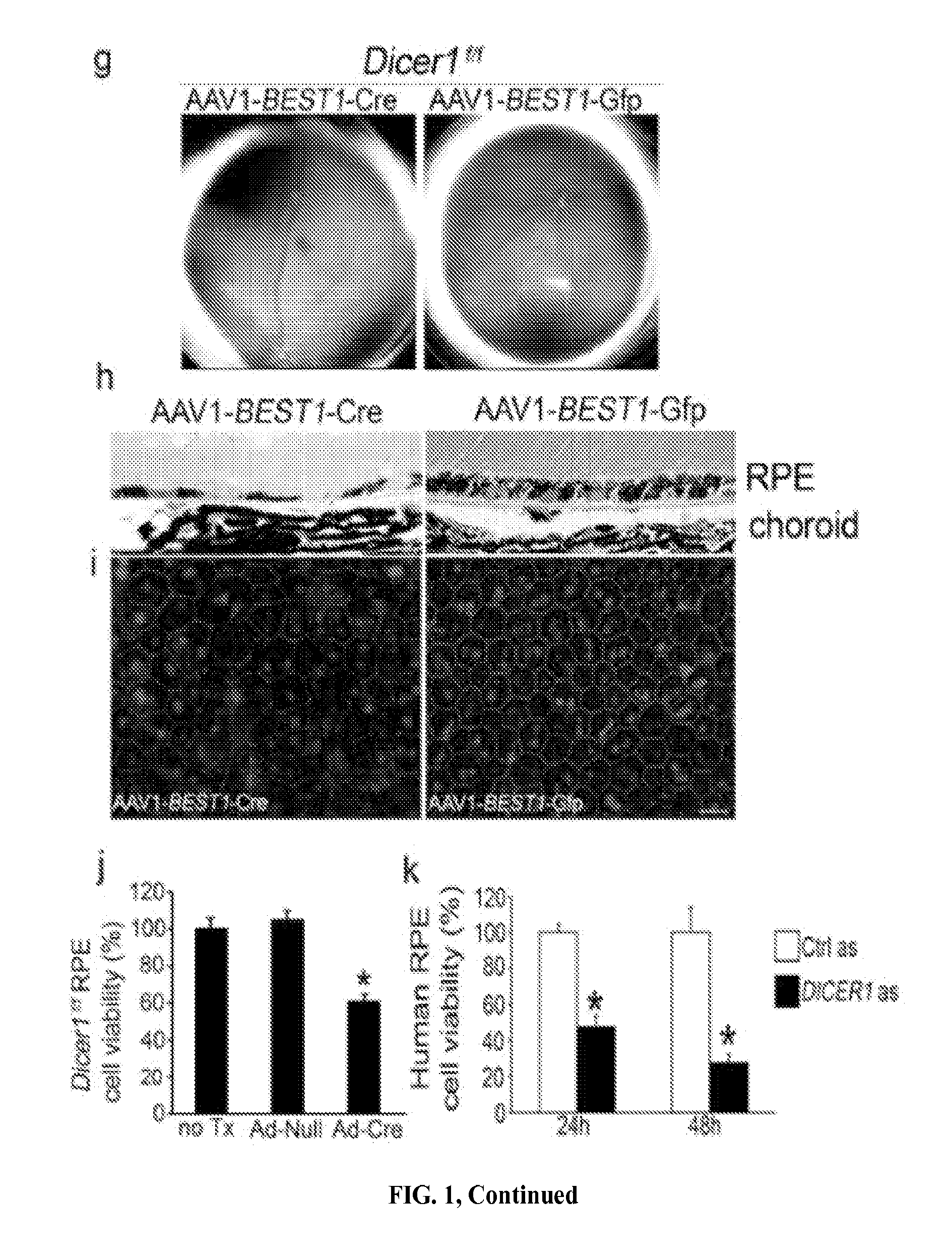 Method of inhibiting alu RNA and therapeutic uses thereof