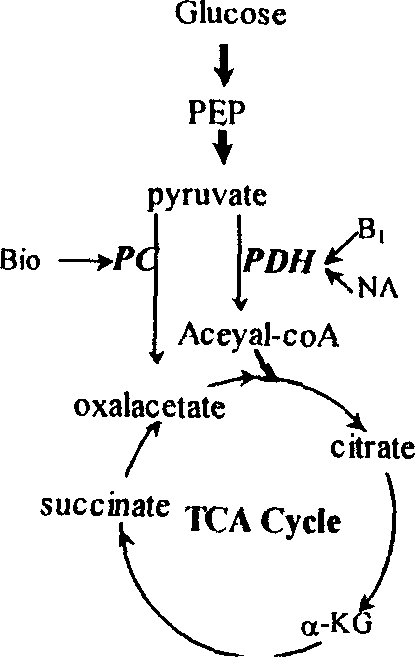 Method for microbial fermentation synthesis of ª‡- ketoglutaric acid
