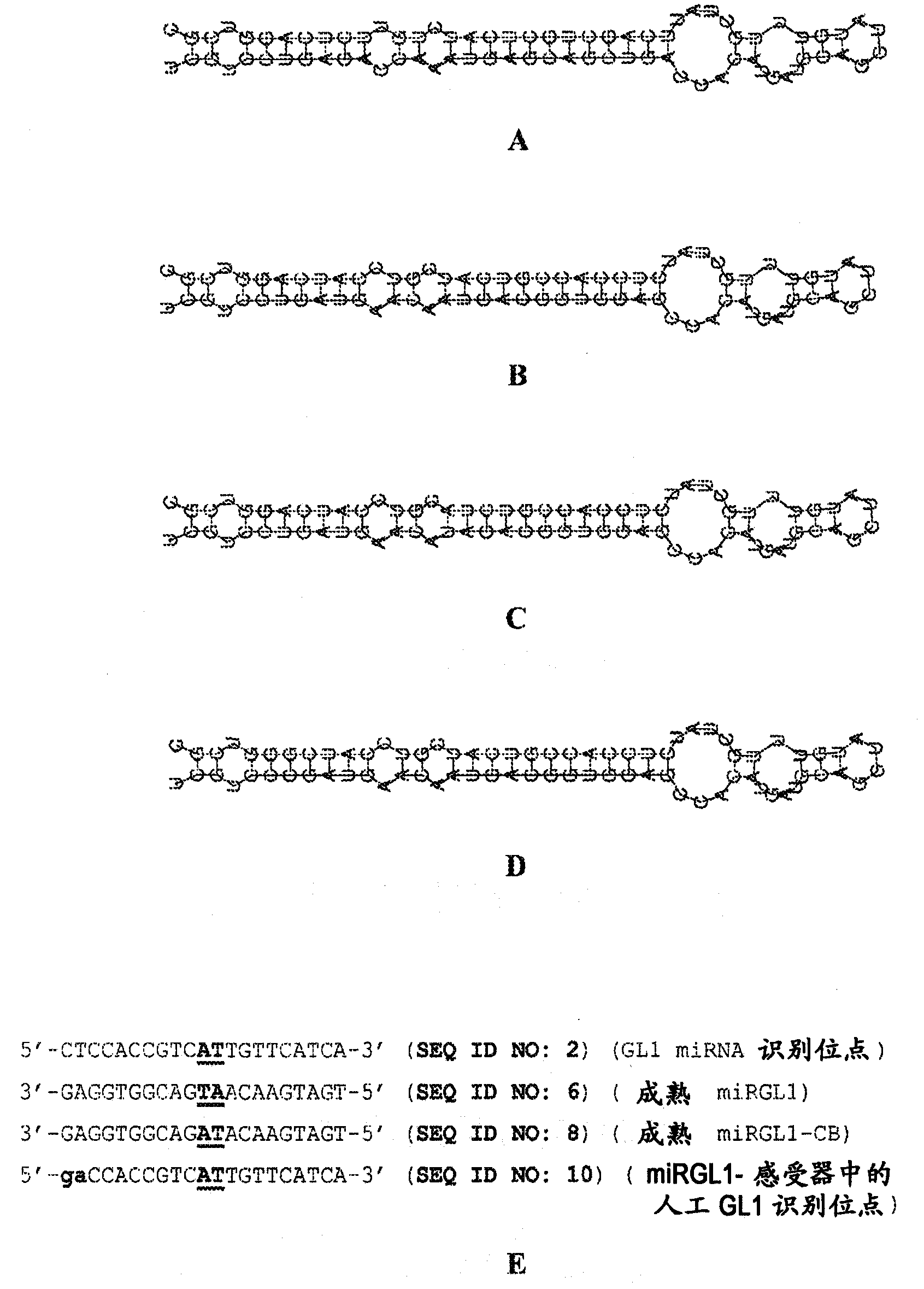 Recombinant DNA constructs and methods for modulating expression of a target gene
