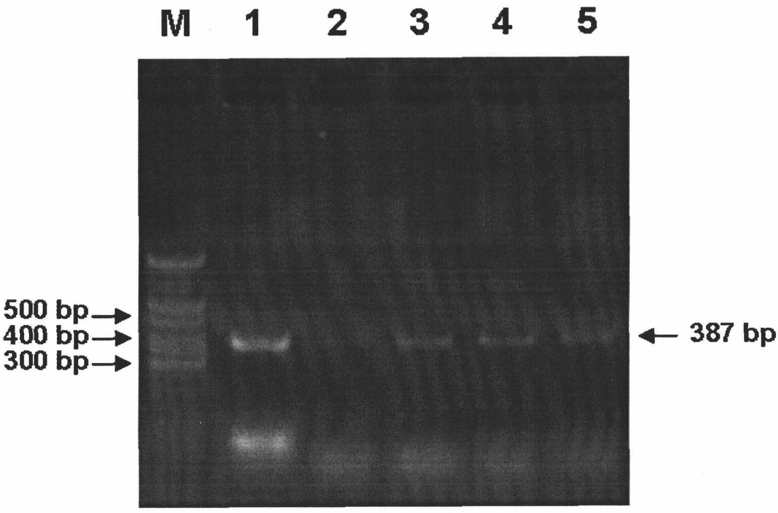 Method for detecting avian paramyxoviruses