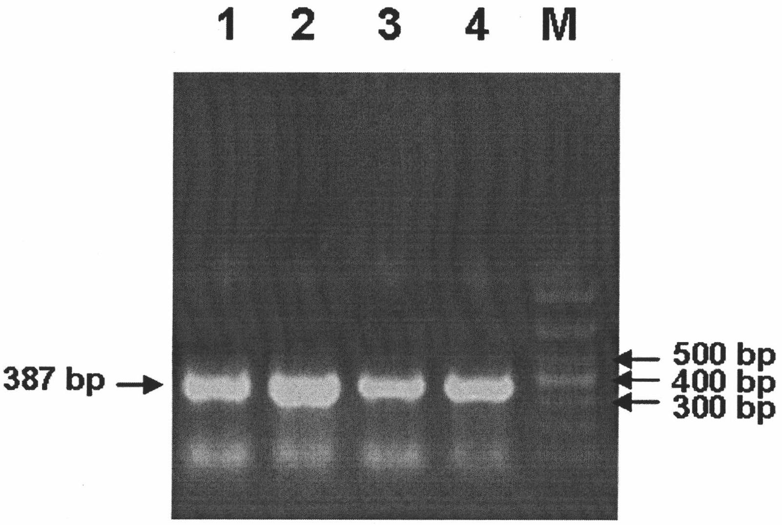 Method for detecting avian paramyxoviruses