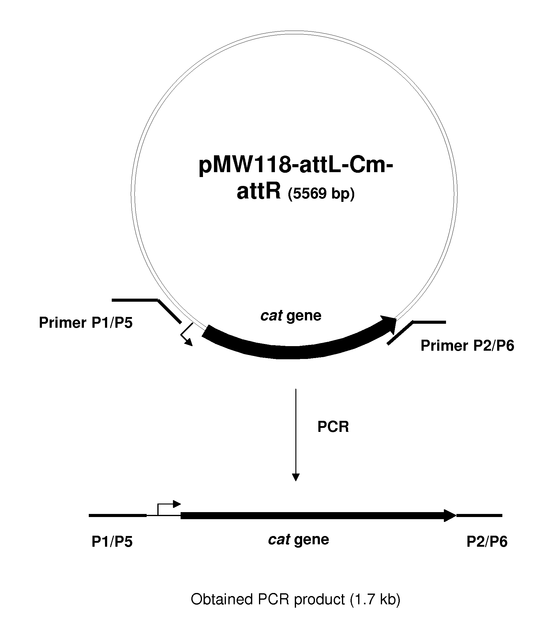 Method for producing l-arginine using a bacterium of enterobacteriaceae family, having attenuated expression of a gene encoding an l-arginine transporter