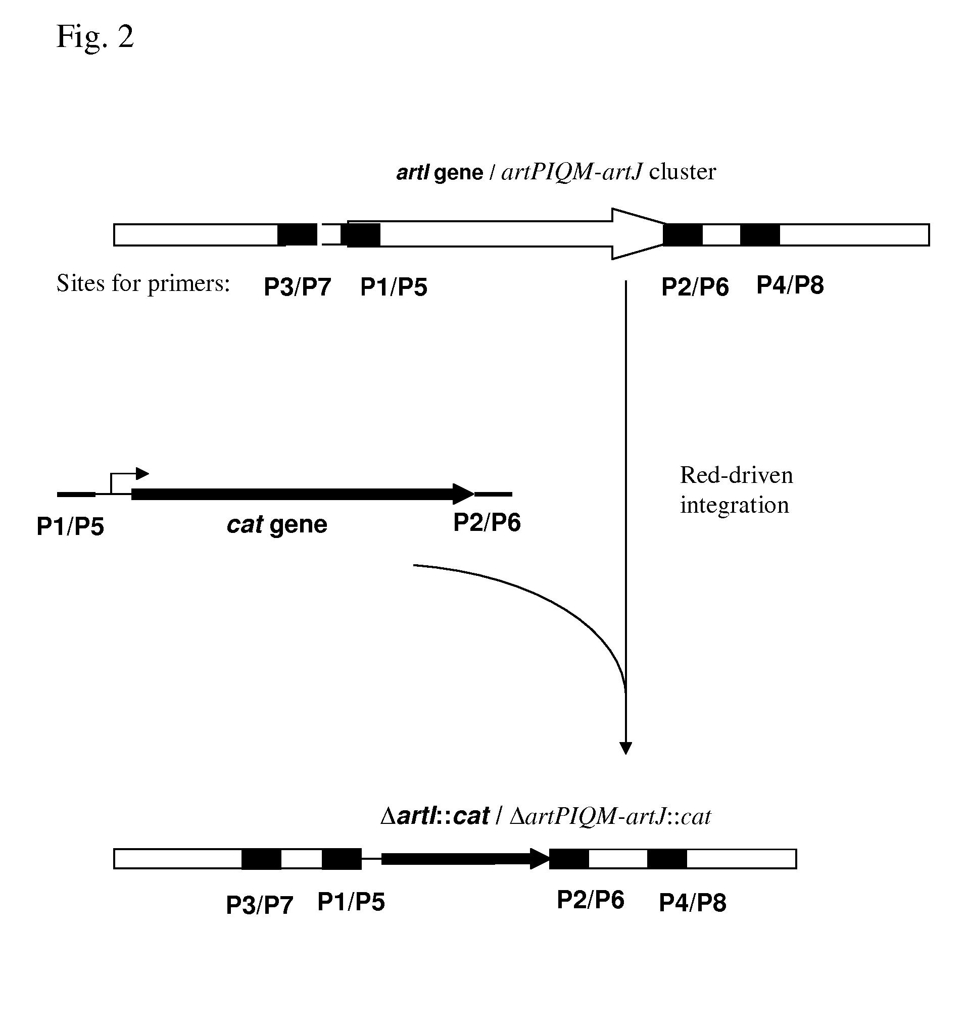 Method for producing l-arginine using a bacterium of enterobacteriaceae family, having attenuated expression of a gene encoding an l-arginine transporter