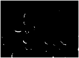 Bletilla striata self-assembled nanoparticles and preparation method and application thereof