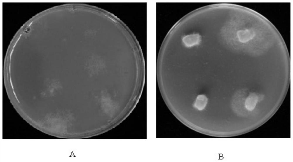 Application of carboxylic acid amide fungicide resistance gene as screening marker for oomycete transformation