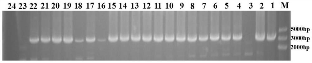 Application of carboxylic acid amide fungicide resistance gene as screening marker for oomycete transformation