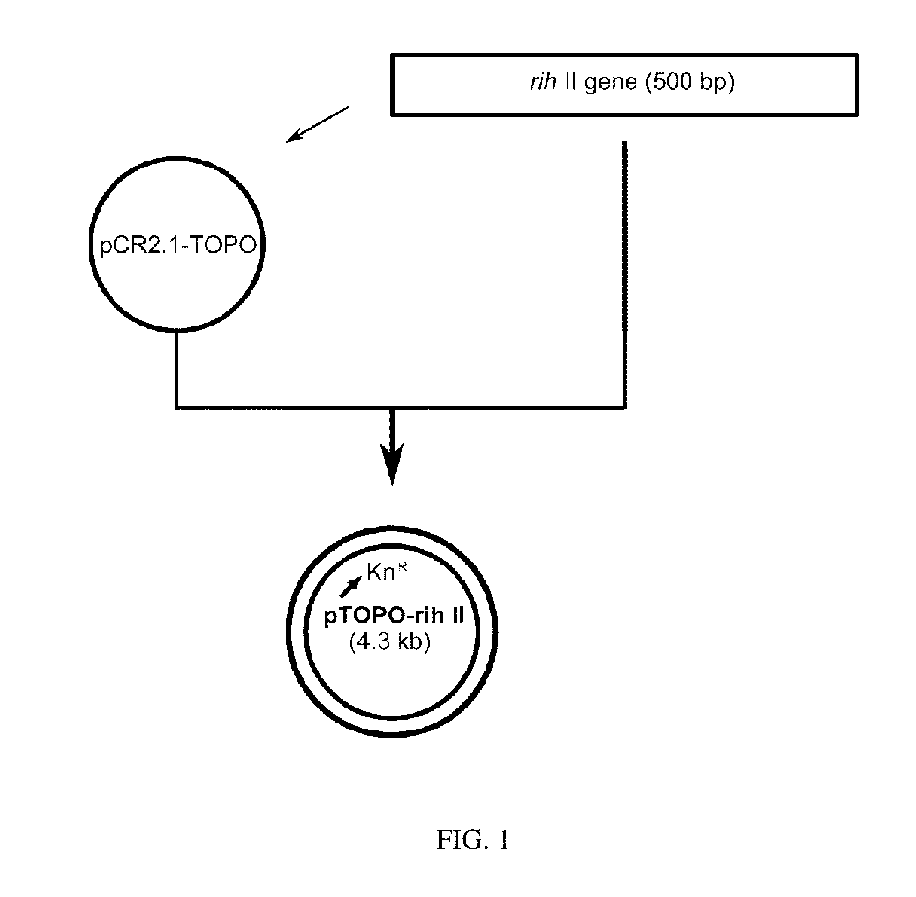 Microorganism Producing Inosine and Method of Producing Inosine Using the Same