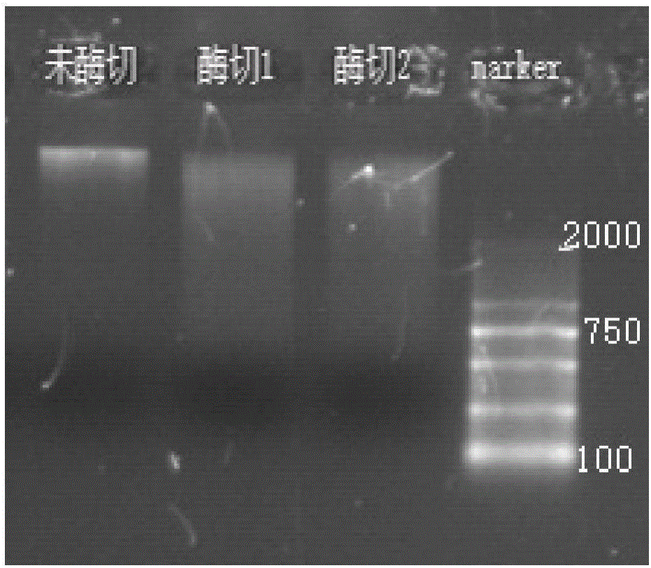 Soil DNA extraction kit and soil DNA extraction method