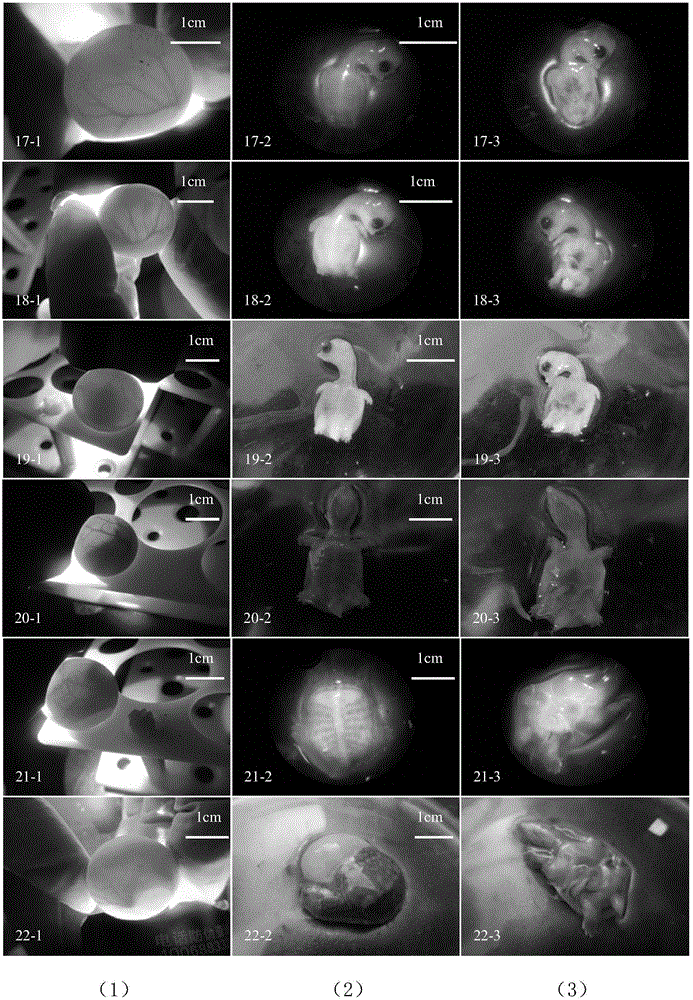 Method for judging time phase of embryonic development of Chinese softshell turtles without anatomy
