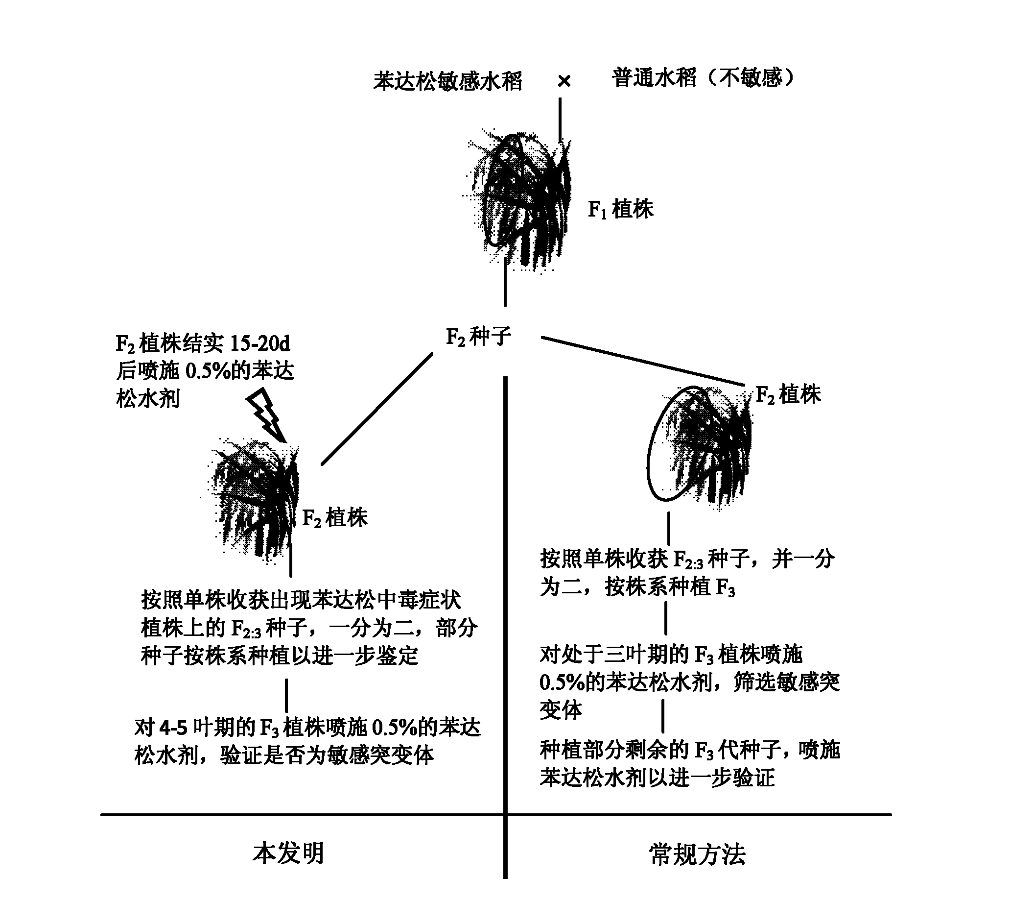 Screening method for bentazone sensitive paddy