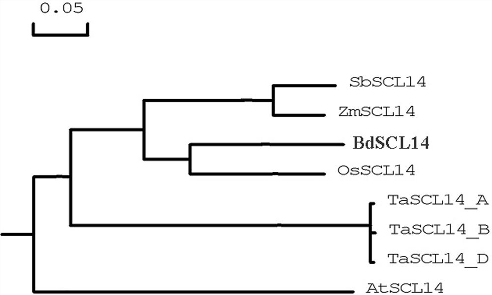 Application of corn gene ZmSCL14 in regulating and controlling flowering period of plants