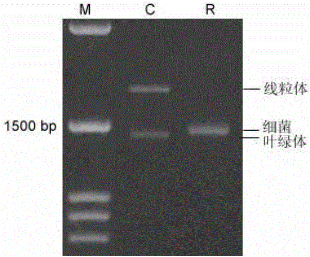 Plant endophyte 16S rRNA gene amplification method and application