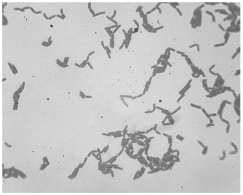 Lactobacillus casei (lactobacillus casei) SITCC No.10009