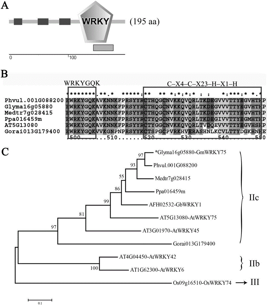 Soybean phosphorus starvation transcription factor GmWRKY75, encoded protein and application of phosphorus starvation transcription factor GmWRKY75