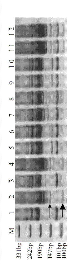 Secale cereale EST (expressed sequence tag) sequence based specific molecular marker of secale cereale 2R chromosome and application thereof