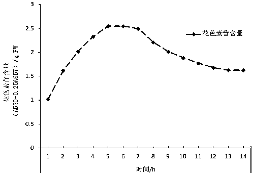 Stable extracting method for anthocyanin in hongye poplar leaves