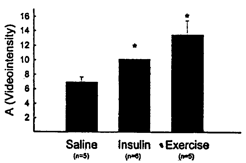 Methods and pharmaceuticals for treating muscle insulin resistance and related conditions