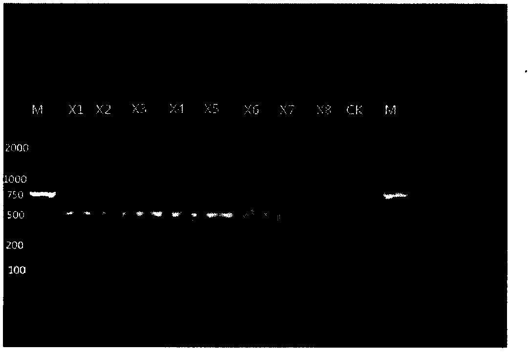 Quick identification method for paniculate swallowwort root medicinal material and counterfeit species thereof