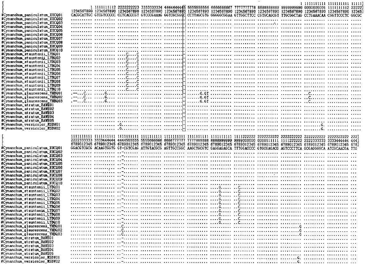 Quick identification method for paniculate swallowwort root medicinal material and counterfeit species thereof