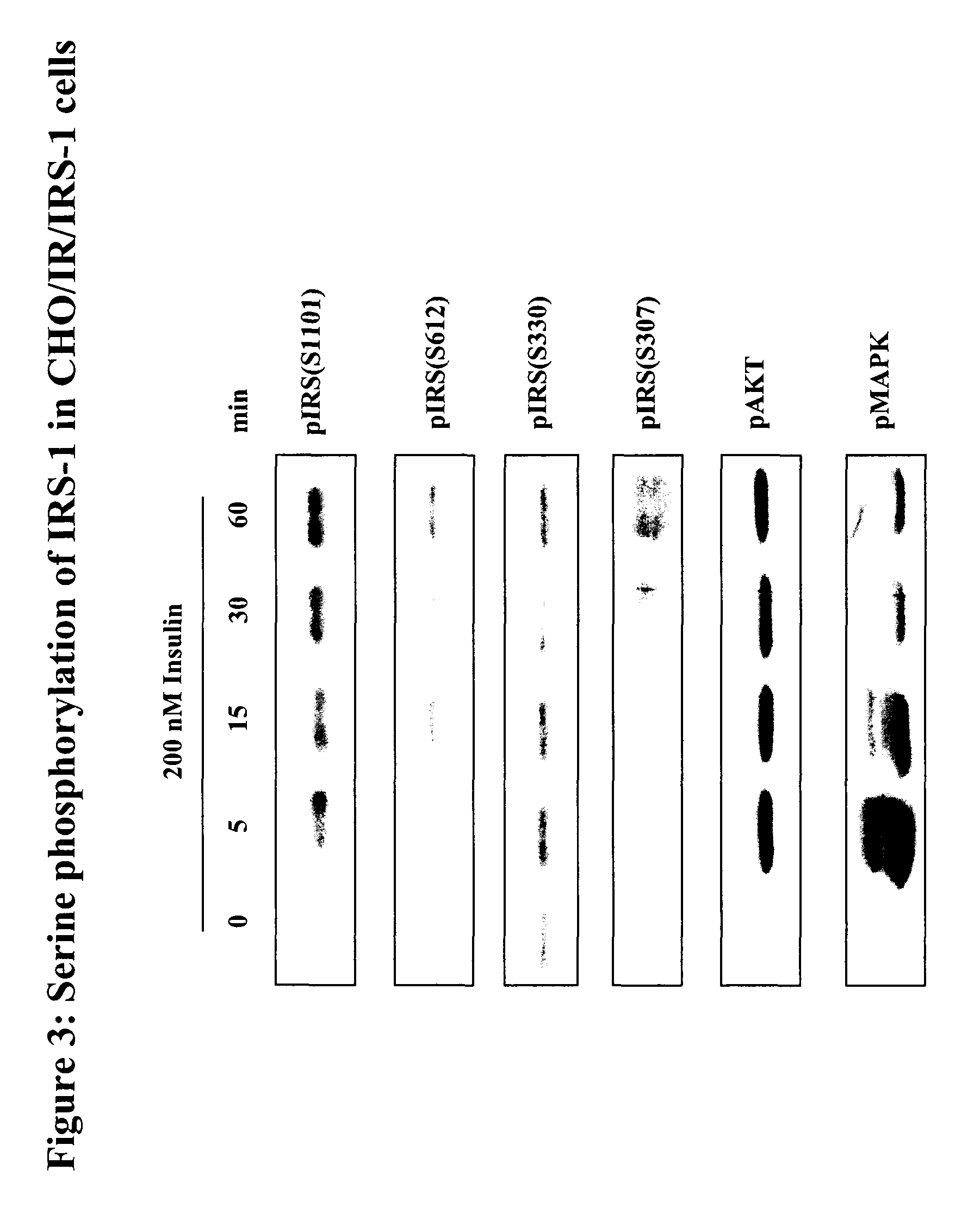 Antibodies specific for phosphorylated insulin receptor substrate-1/2 (Ser1101/Ser1149) and uses thereof